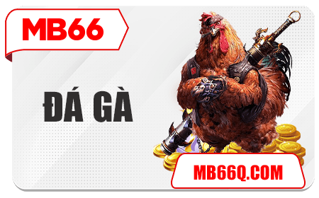 Đá gà MB66